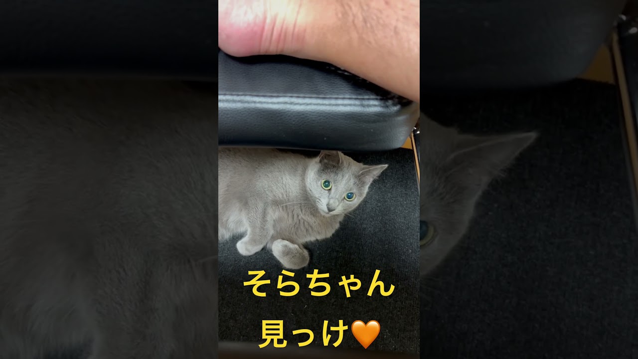 そらちゃん💛イスの下からこんにちは（ロシアンブルー）#shorts