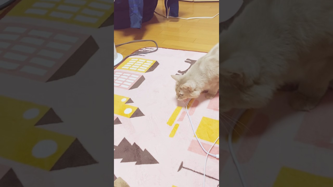 急に始まる謎行動🐈#shorts #猫 #ソマリ