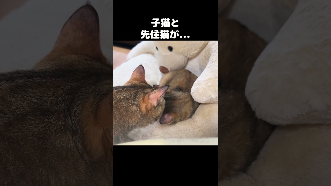 先住猫と子猫の日常　#shorts