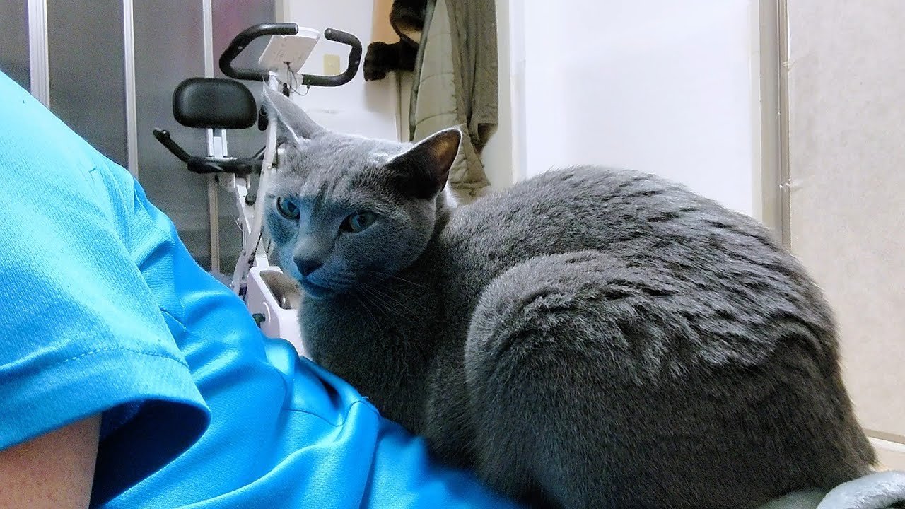 【猫動画】嫁で暖を取ろうとするロシアンブルー【russianbule】Russian Blue keeping warm with its owner