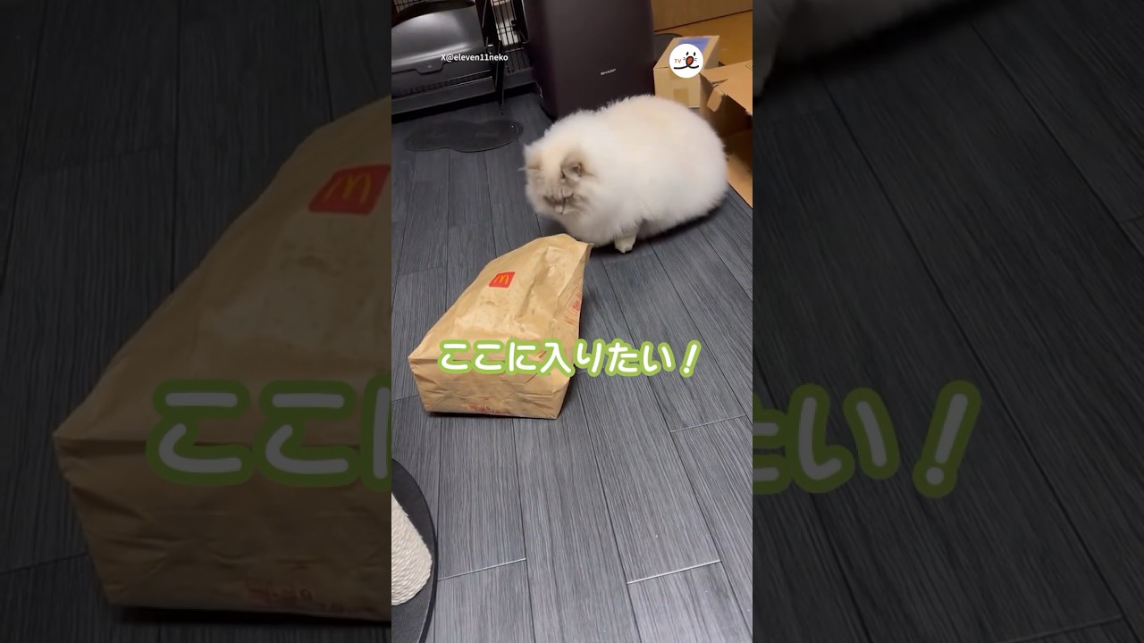 これは…意外と｜PECO #サイベリアン #猫 #猫動画 #猫のいる暮らし #siberian #siberianforestcat #cat #catlover #catvideos