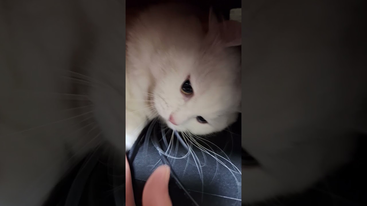 【オッドアイ幸せを呼ぶ猫】寝ようと言うと怒るラビちゃん#猫#cat#白猫#キンカロー#shorts