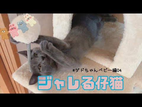 【猫】玉にじゃれる子猫が可愛すぎた