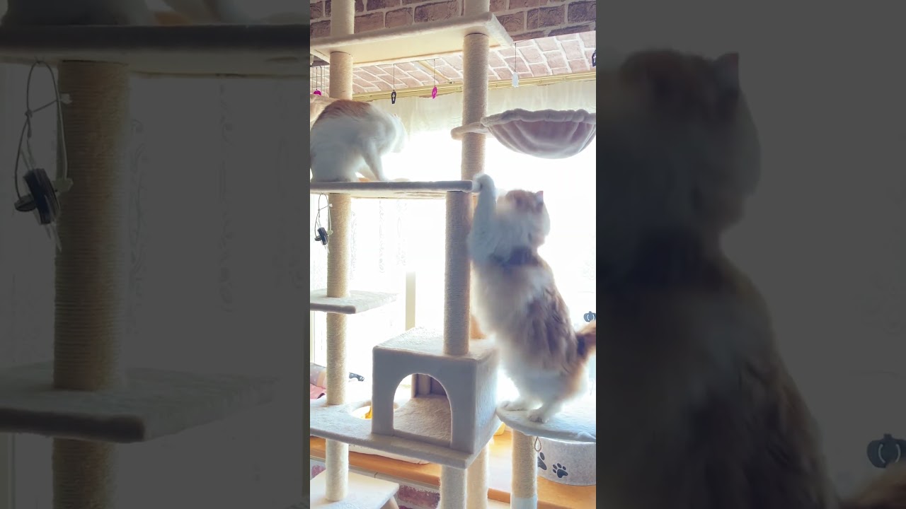 負けた… #shorts  #猫 #アメリカンカール #cat