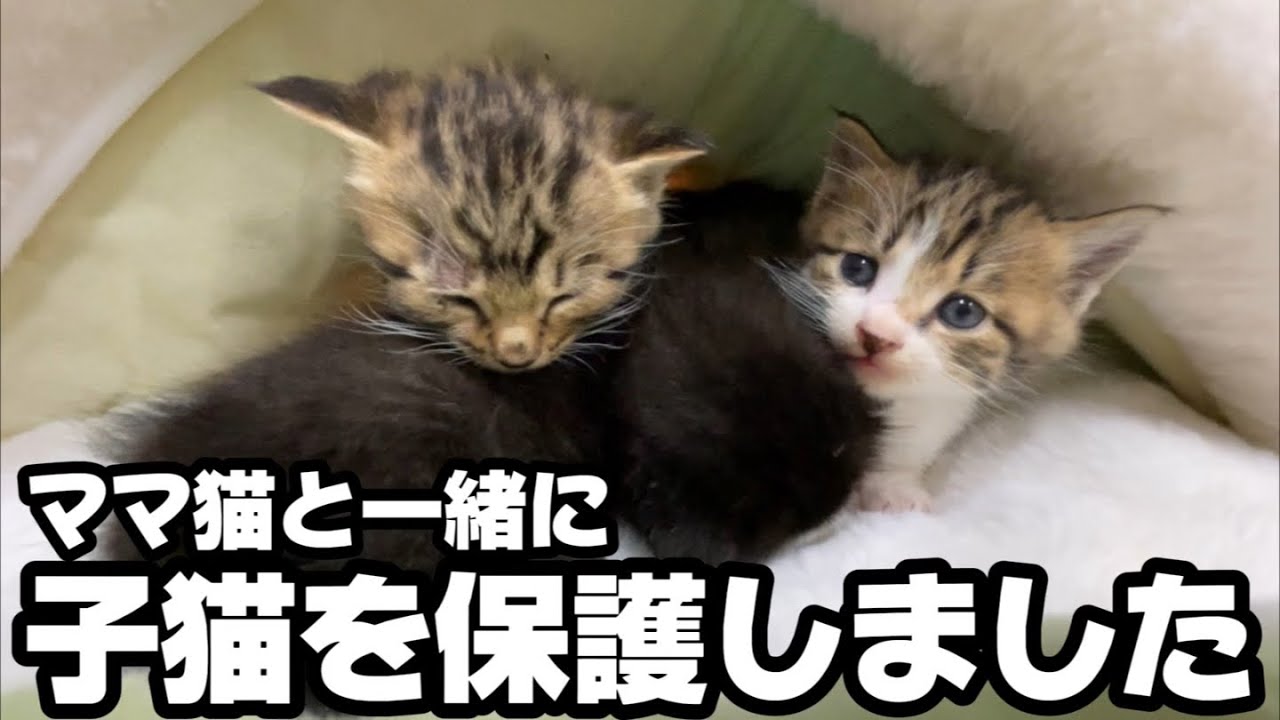 前日に離乳食を始めたばかりだったのに…子猫のまさかの行動に驚きました