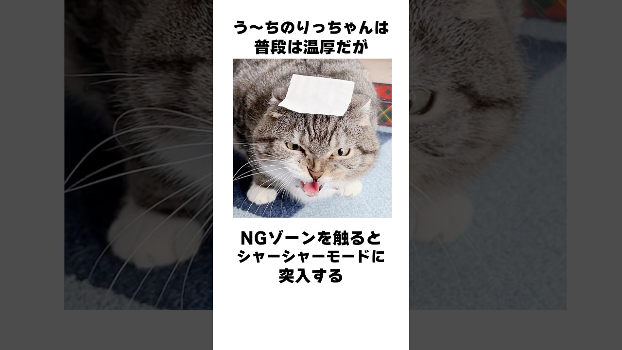 う〜ちのりっちゃんの雑学🐱 流行ってるセルフ解説やってみたでごわす🤣 #猫