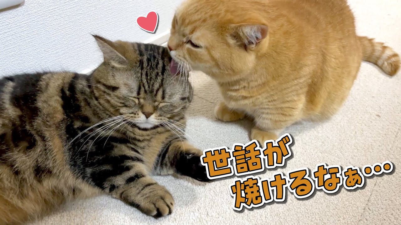 久しぶりに丸１日お留守番させたらラブラブになっちゃった兄弟猫！