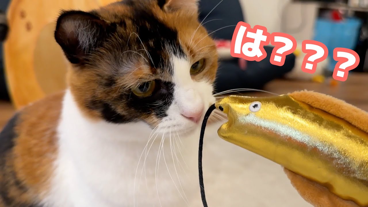 猫界隈で謎の生物が流行り出している件について。