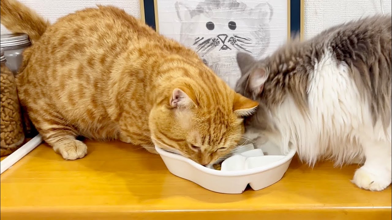 続・ぽちゃくんの早食い防止大作戦！ #猫 #マンチカン