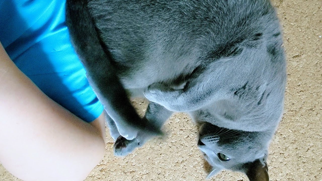 【猫動画】休日は一緒にゴロゴロしてくれるロシアンブルー【russianbule】Russian Blue, who plays around with me on holidays.
