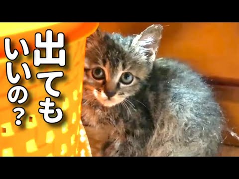 【保護した子猫をカゴから出してみたら…】@taipi 【切り抜き】