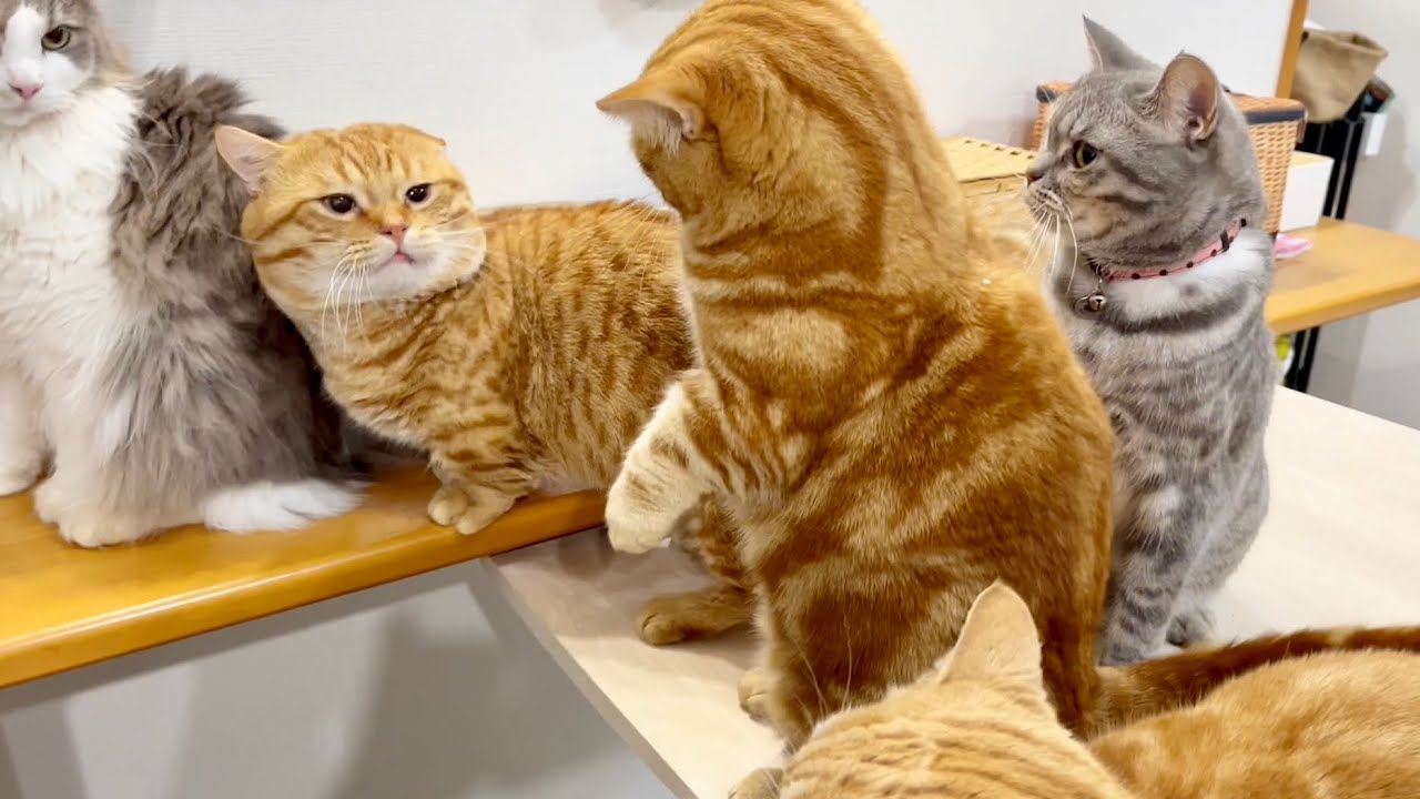 ぽちゃくんにちょっかい出されて珍しく怒ったちゃびくんだったが...！ #猫 #マンチカン