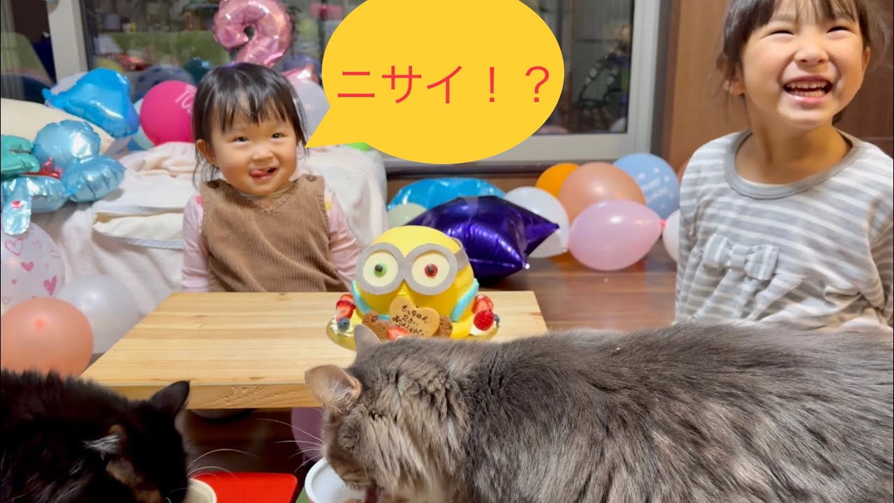 二歳の誕生日を一緒に祝う猫　ノルウェージャンフォレストキャット&ラガマフィン　Cats celebrating their second birthday together