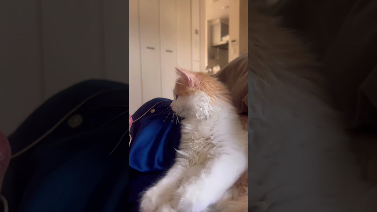 早く遊ぼうよ🥺 #cat #ラガマフィン #ragamuffin #猫