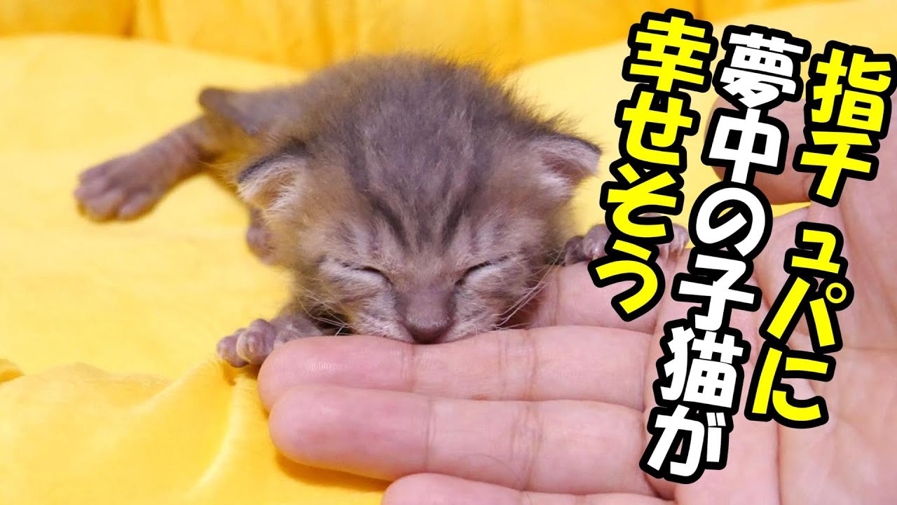 ミルクの後は指チュパで幸せそうな子猫さん【赤ちゃん猫　保護猫】