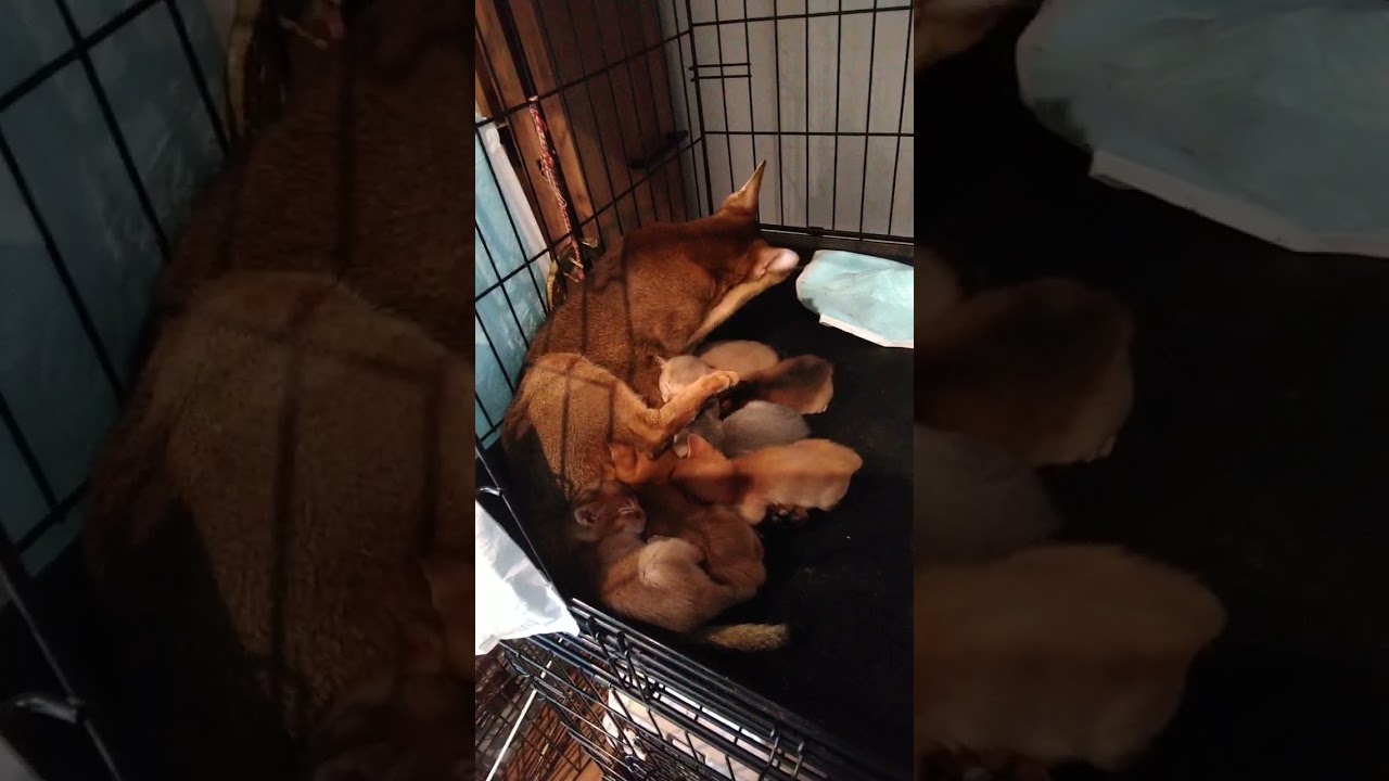 アビシニアン 【 飛びきり懐っこいアビの子猫 ❤️ 】人気のフォーンカラー！