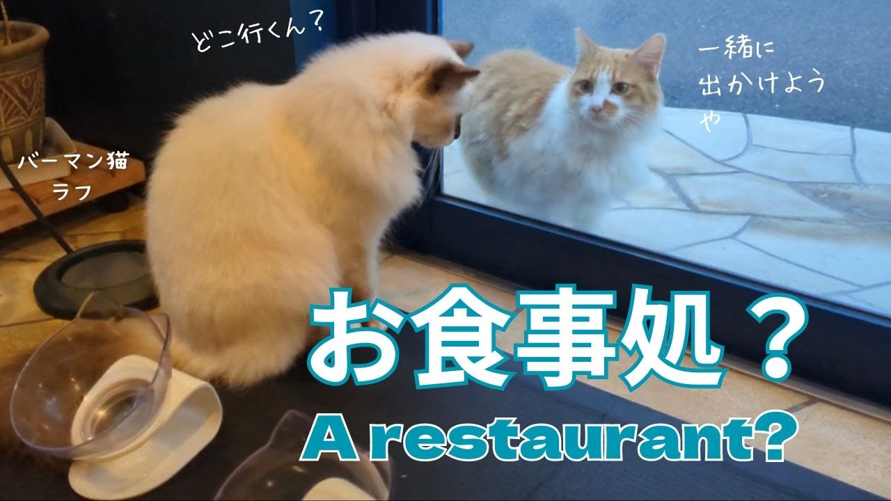 バーマン猫ラフとミカ【お食事処？】A restaurant?（バーマン猫）Birman/Cat