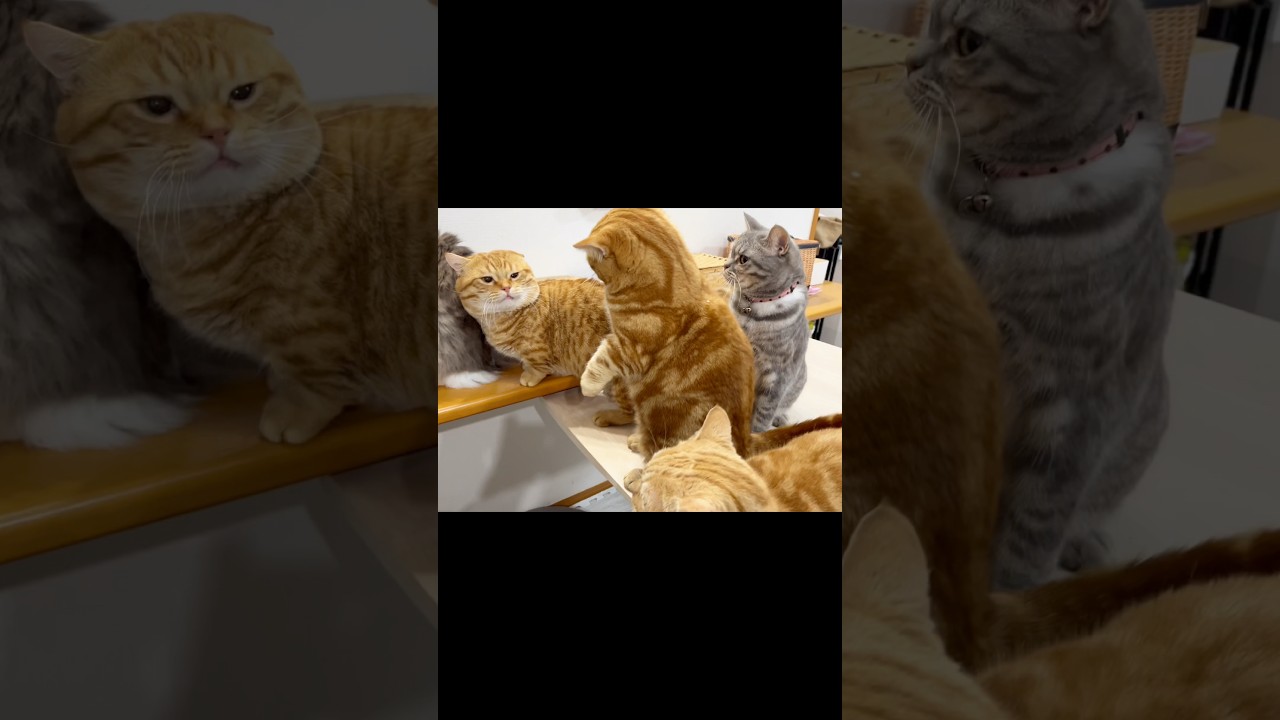 怒ったぞ！...でもぼくは...けんかしない！ #猫 #マンチカン #shorts