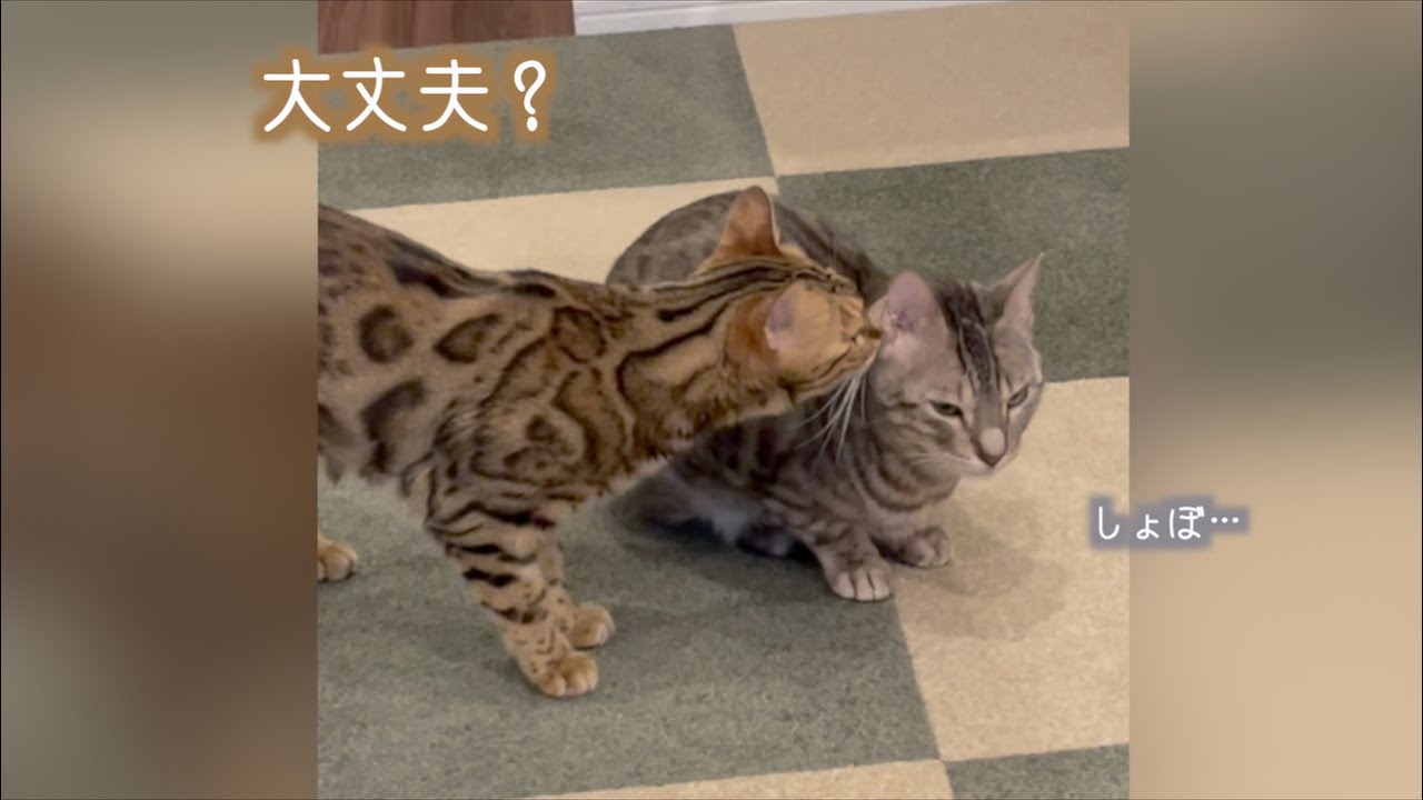 サイレンの音を怖がるルトを慰めるロゼ　#shorts