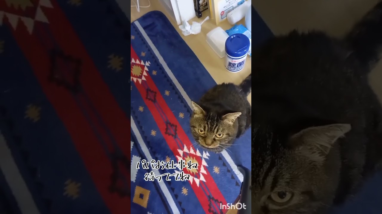 猫ちゃん「イイコだね😊」/オンライン日本語教師がお届けする日本！の猫