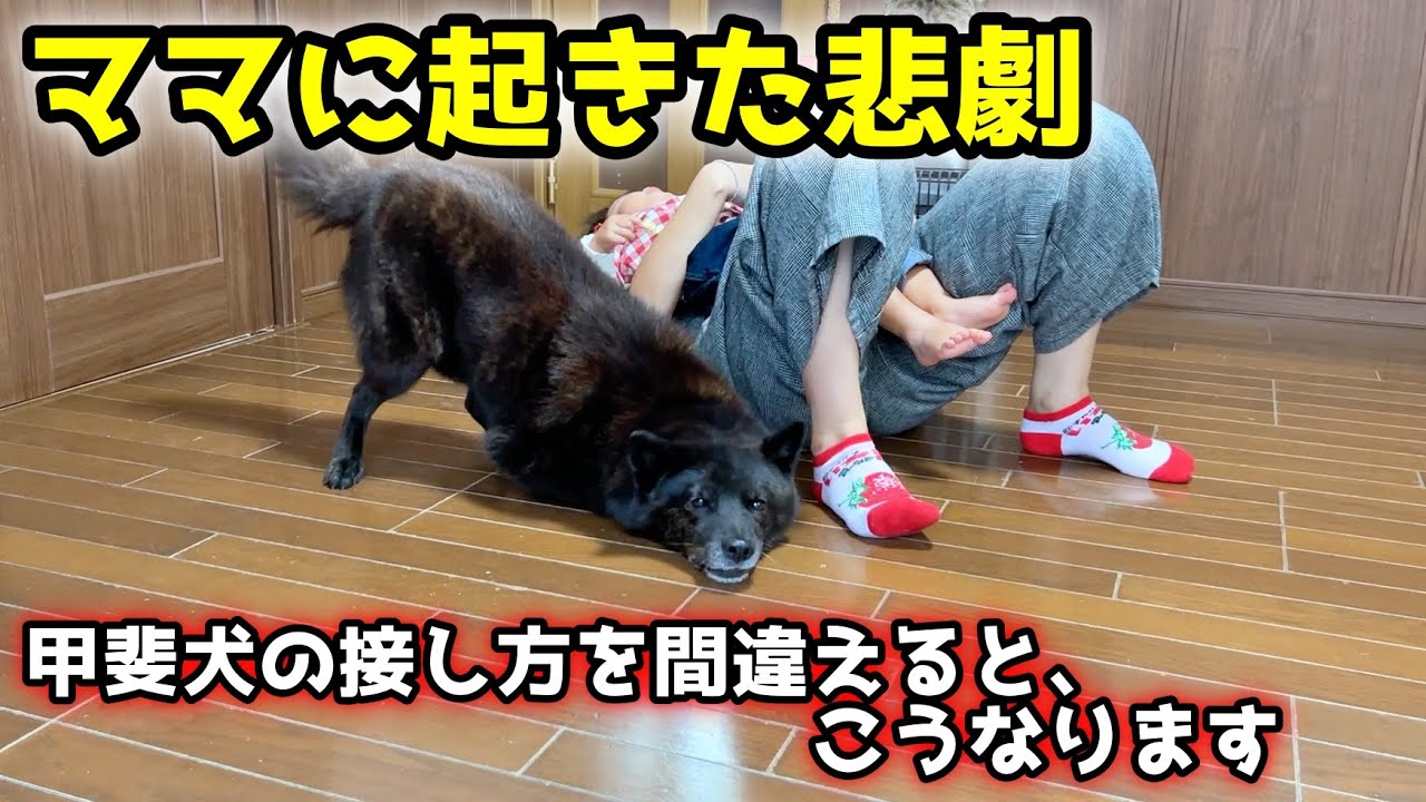 甲斐犬との接し方を間違えると、こうなります・・・笑【甲斐犬一休と猫のしずく】