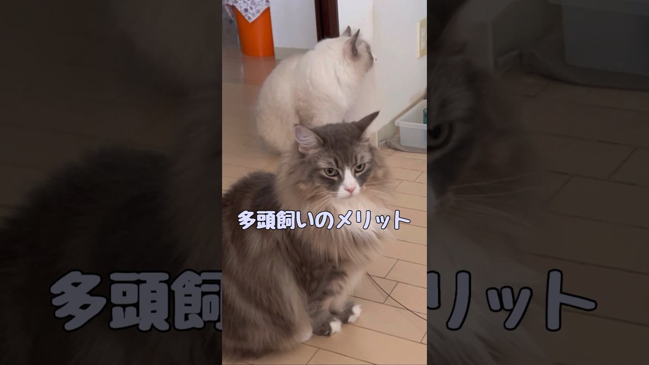 多頭飼いのメリット #shorts #ノルウエージャンフォレストキャット #アビシニアン #サイベリアン #cat #まな猫
