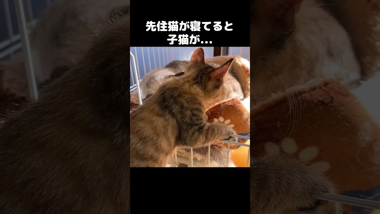 先住猫が寝てる場所に子猫が侵入してきた　#shorts