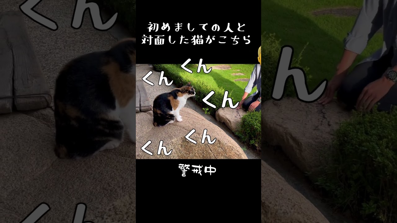 初対面の人を目の前にした三毛猫のご様子　#ショート　#shorts