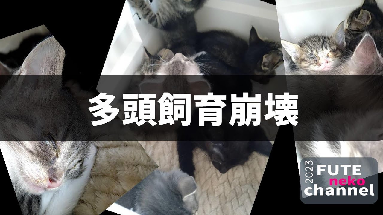 多頭崩壊現場から保護しました【保護子猫】
