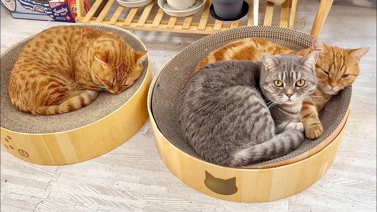 朝のおだやかなねこもふファミリー #猫 #マンチカン