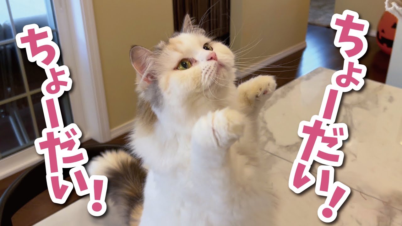 家の中にとんでもないものが侵入して猫がこうなってしまいました【関西弁でしゃべる猫】【猫アテレコ】