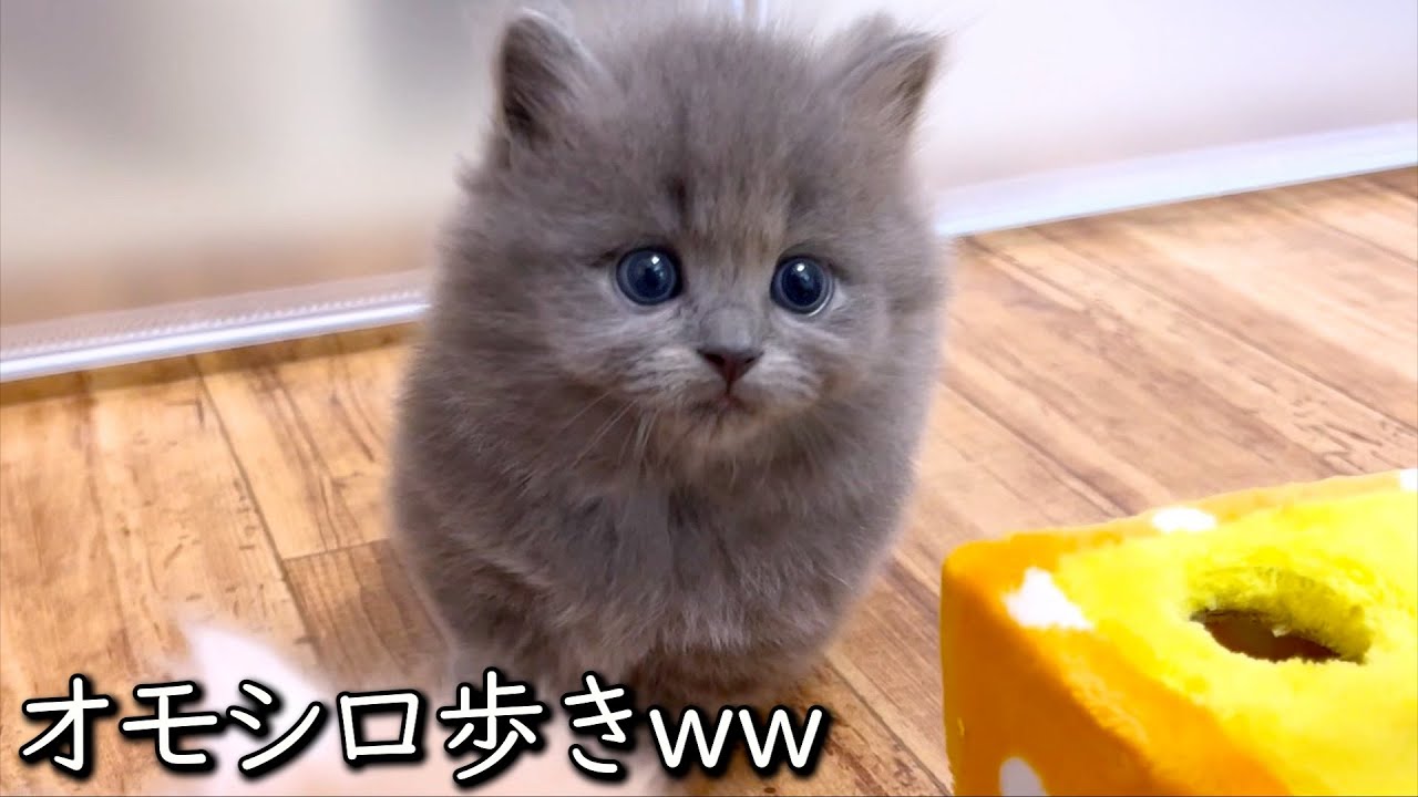 【マンチカンの子猫】何より変な歩き方に撮れ高がある件 ∼猫のいる生活Vol.833~ 出産動画 マンチカン短足・ミヌエット・ペルシャ猫専門ブリーダー『ペット蔵人』【子猫の成長記録】