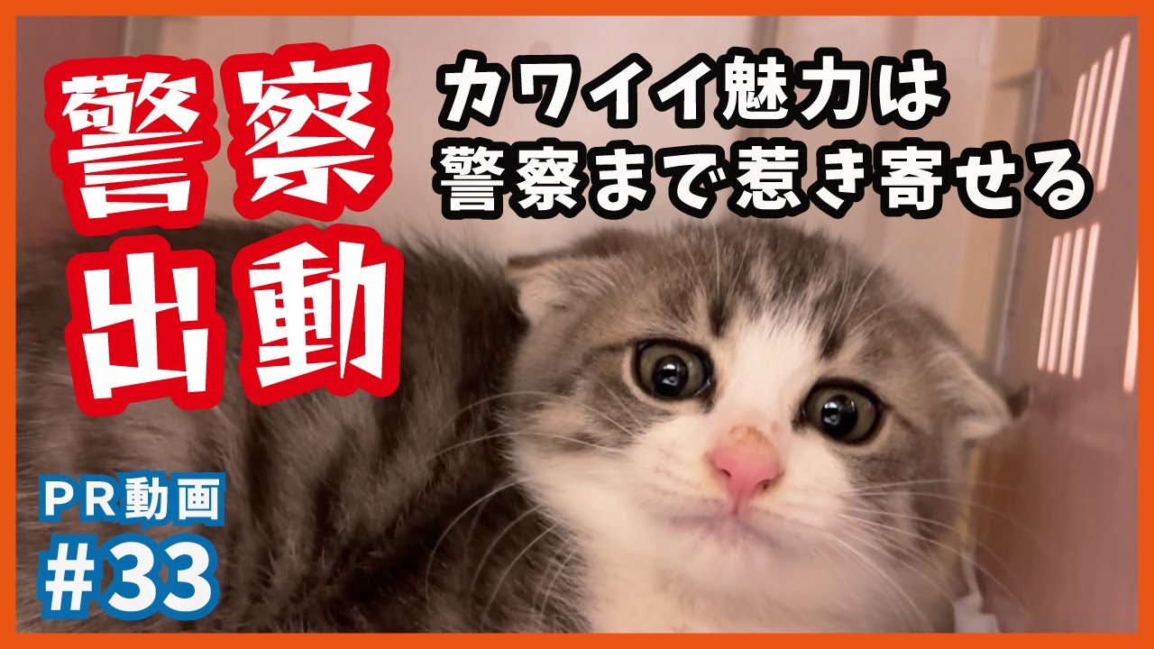 警察まで惹き寄せるカワイイ子猫…保護した子猫は天性のあざと可愛さ！【イト君・PR33】/ rescued a kitten