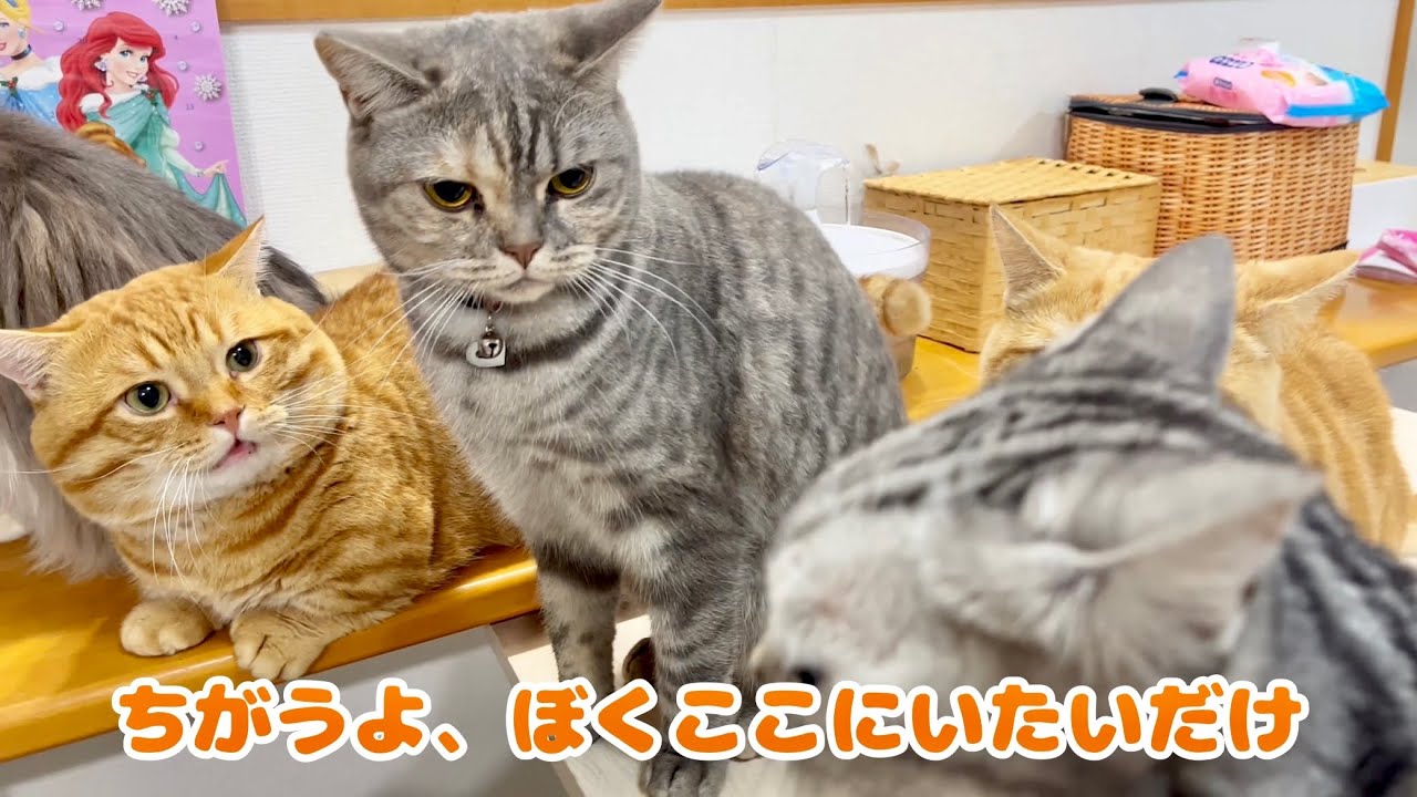ぽちゃくんに嫉妬を燃やすぎんちゃんと...茶々パパ？あれ？茶々パパ？ #猫 #マンチカン