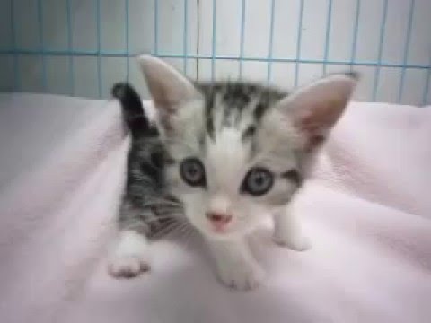 アメリカンショートヘアーのシルバータビー＆ホワイトの男の子No 16049