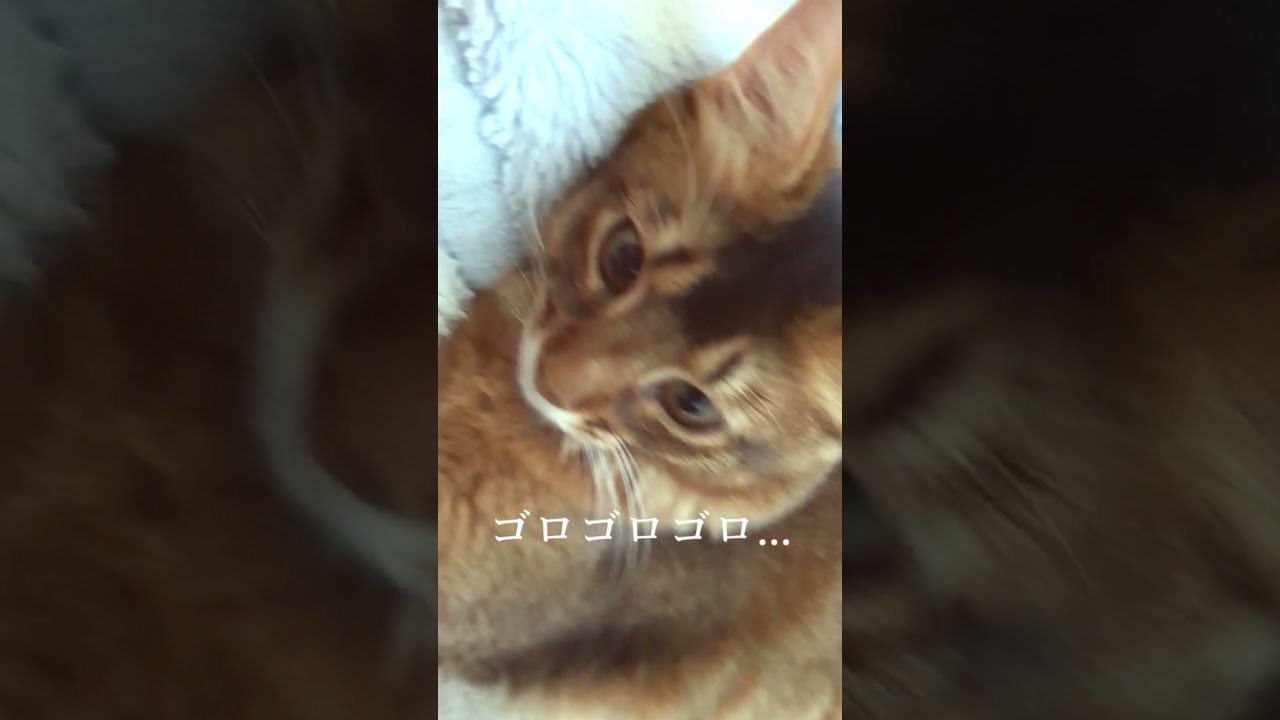 爆音のゴロゴロ　Purrfect!🐱#猫 #cat #고양이 #cat #ソマリ