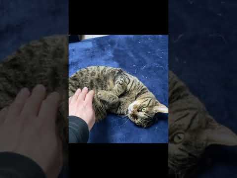 凶暴猫のダイナマイトボディを触った結果...