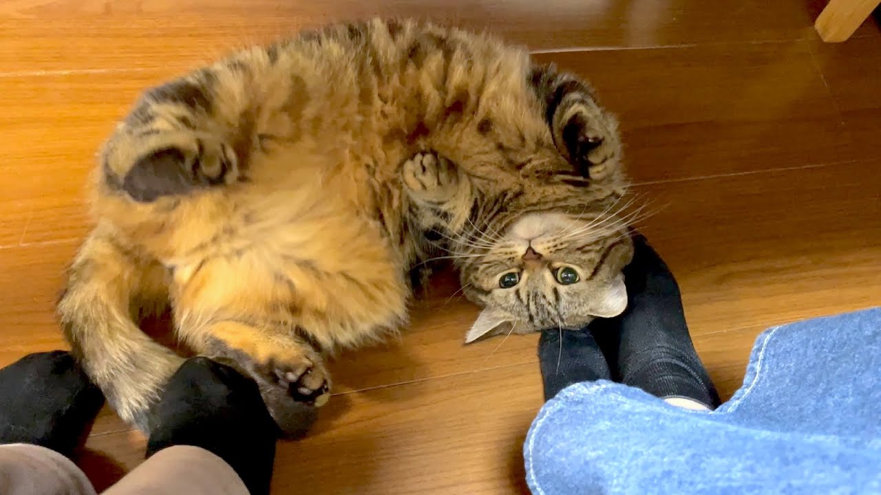 姉の足にはマタタビのような効果があるみたいです…