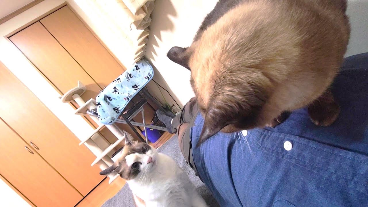 ホットカーペットを敷いて寝たらシャム猫が俺の腹の上でこのようになり💦
