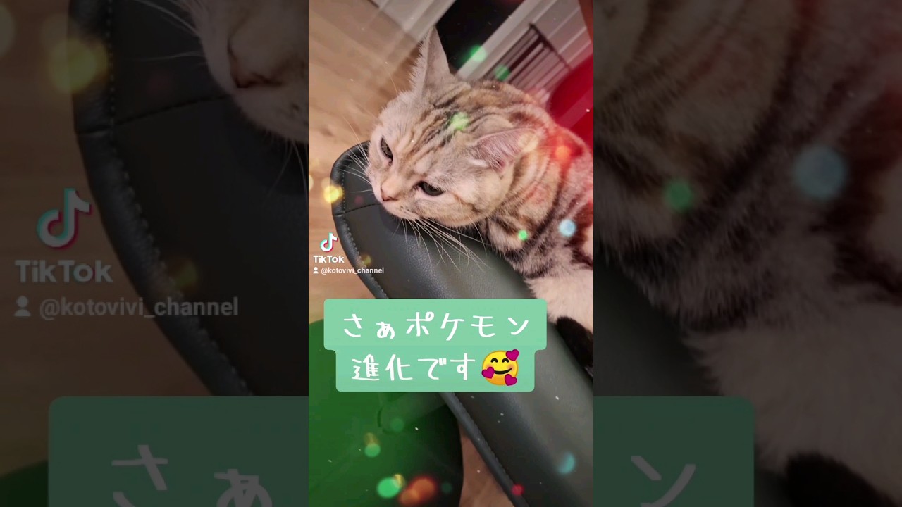ポケモン進化で可愛く変身の巻🐈💕#shorts #アメリカンカール