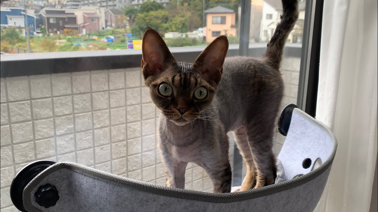 デボンレックス弟用に新しい窓ハンモックを買いました(A new hammock for Devon Rex cat)