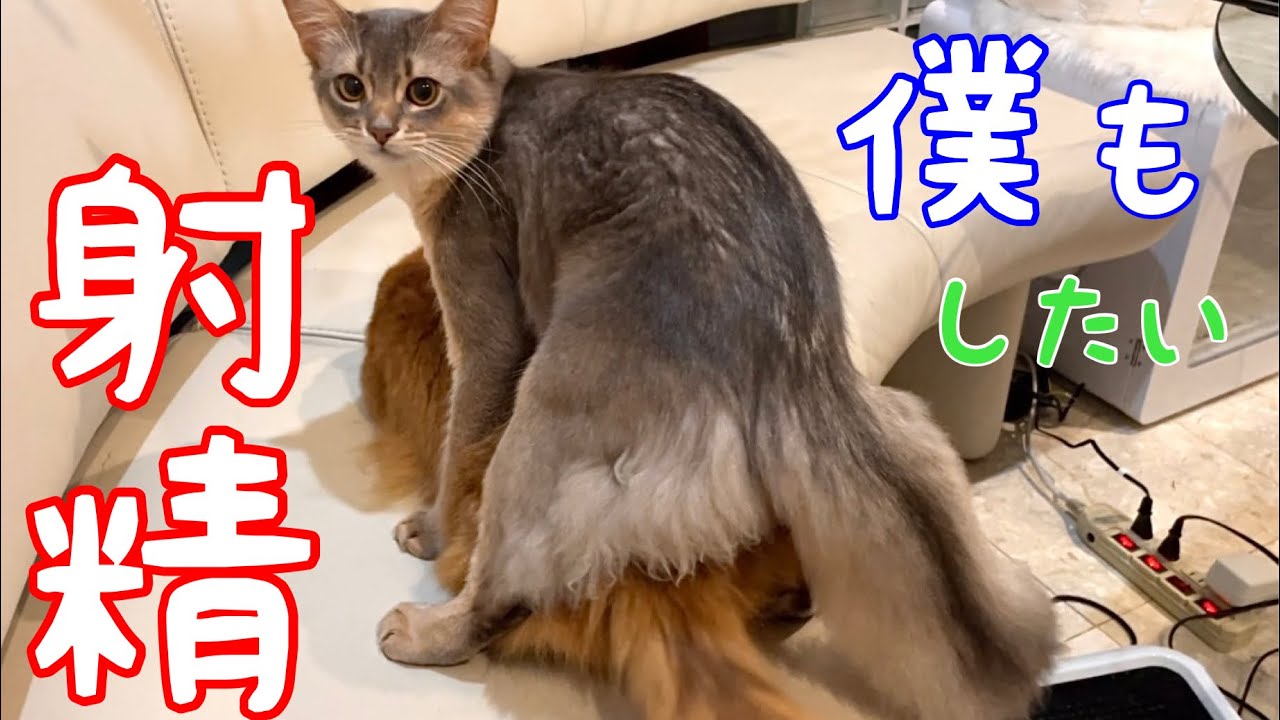 僕も射精したいという息仔❗️母悩んだ【ソマリ】