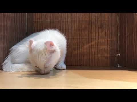 Coo&RIKU　No463533 キンカロー