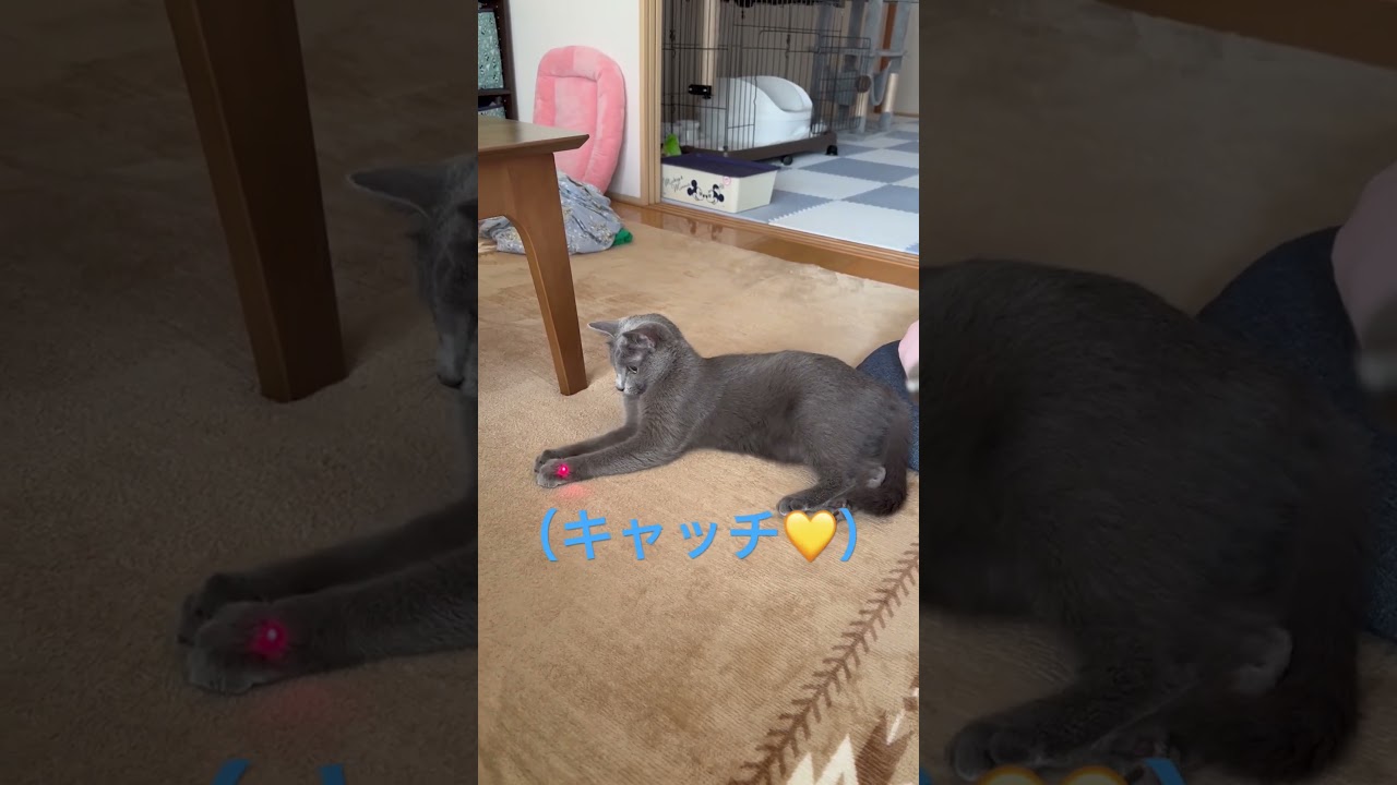 光をキャッチ💛する猫（ロシアンブルー）#shorts