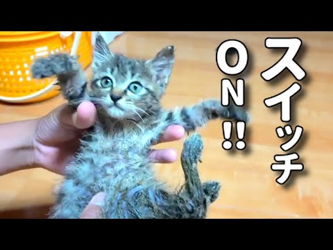 【やる気スイッチが入った子猫と対象的な黒猫】@taipi 【切り抜き】