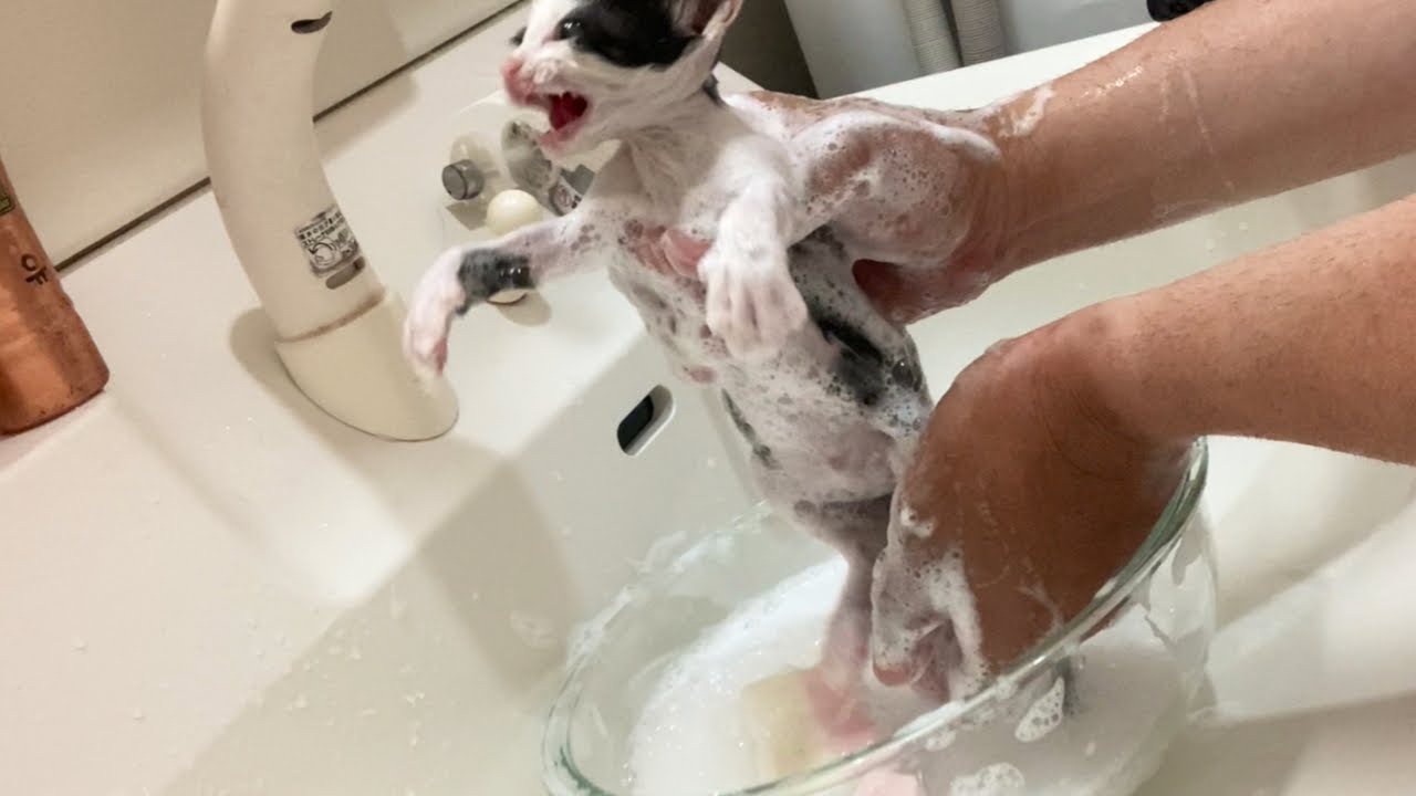保護された子猫４兄弟２０２２、８、１６保護