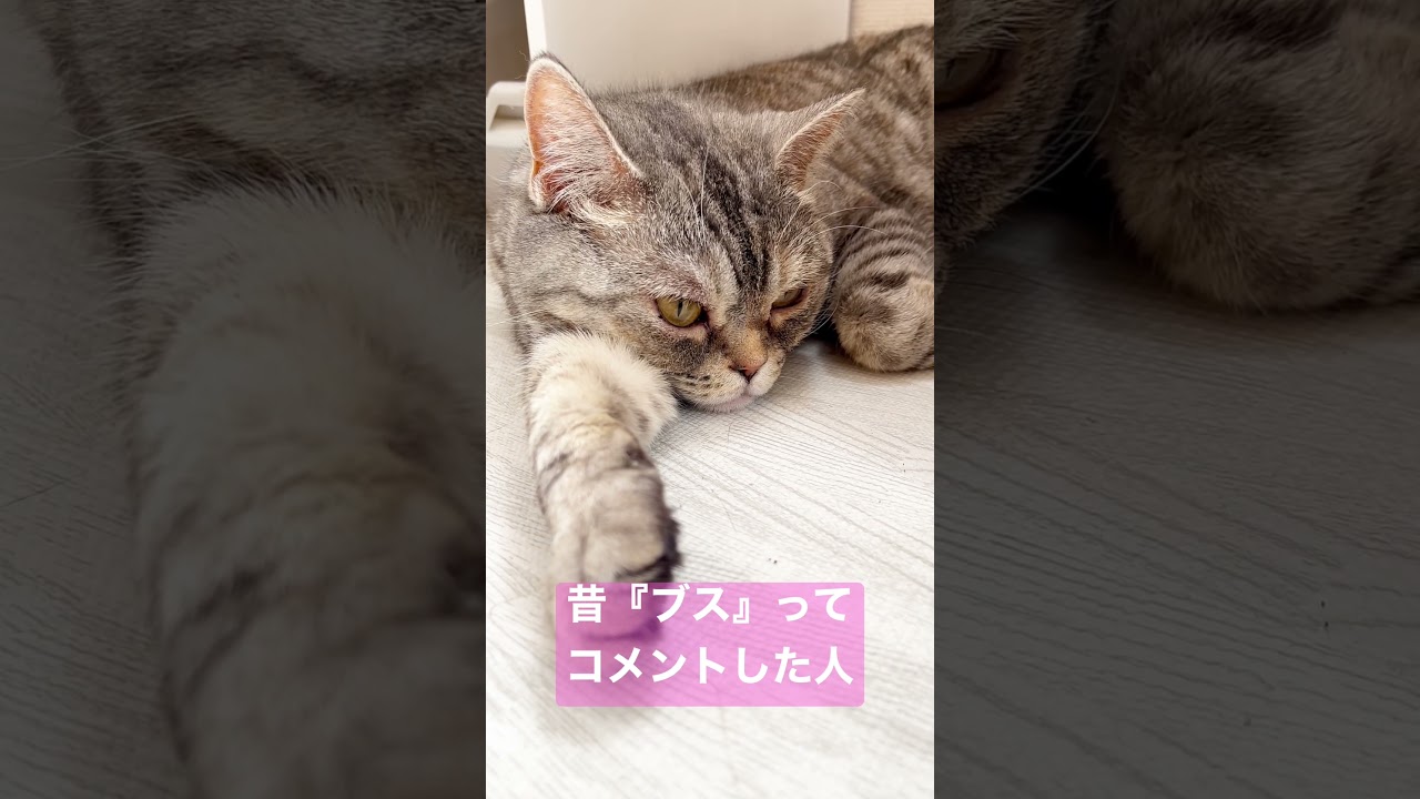 今日のポッポ夫人 #shorts