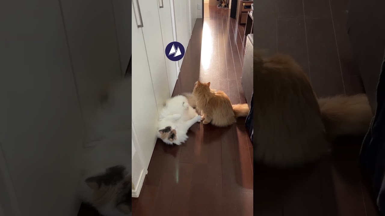 突然興味をなくす猫　 #norwegianforestcat #siberian  #ノルウェージャンフォレストキャット #サイベリアン  #ねこのきなこもち