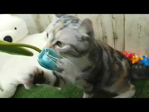 Coo&RIKU　No640880　アメリカンカール