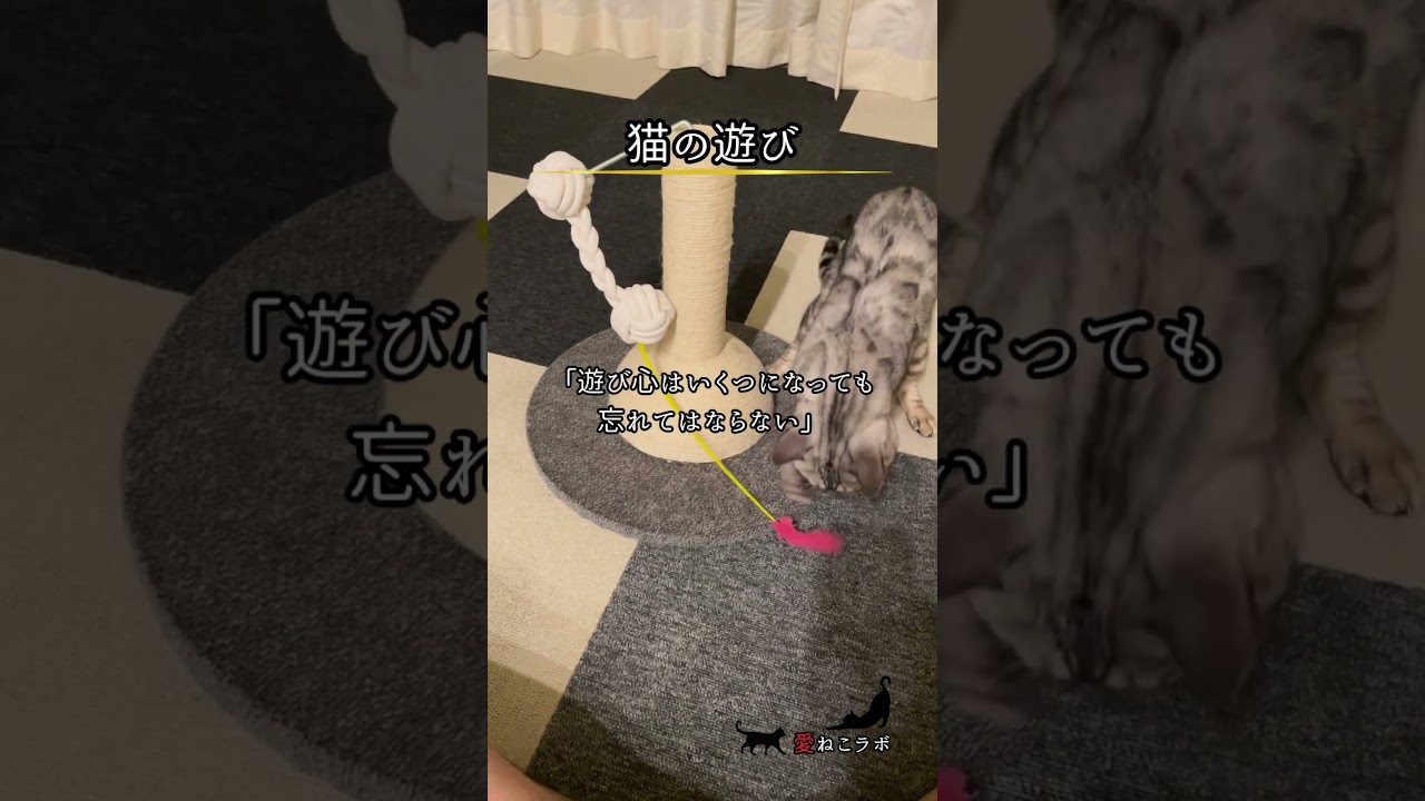 猫がボールに興じる時… #shorts #cat #ベンガル猫 ＃シルバーベンガル猫